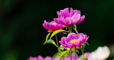 Tips for Greener Landscaping and Savings