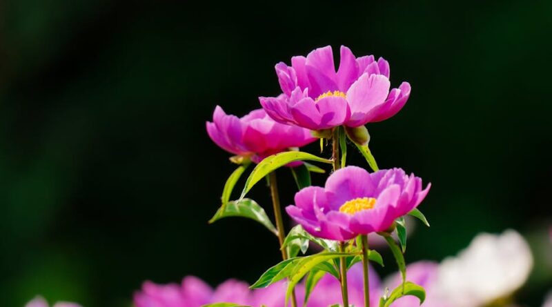 Tips for Greener Landscaping and Savings